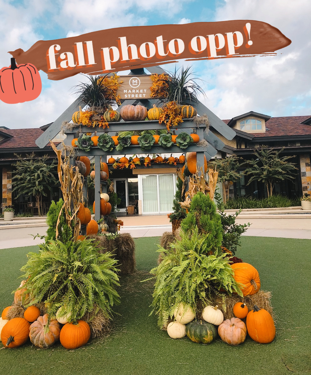 Pumpkin photo backdrop 1