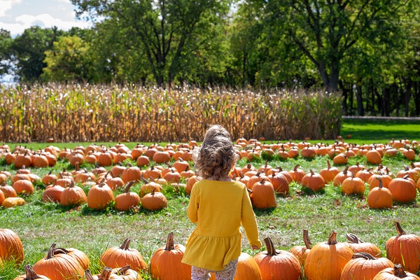 pumpkin backview