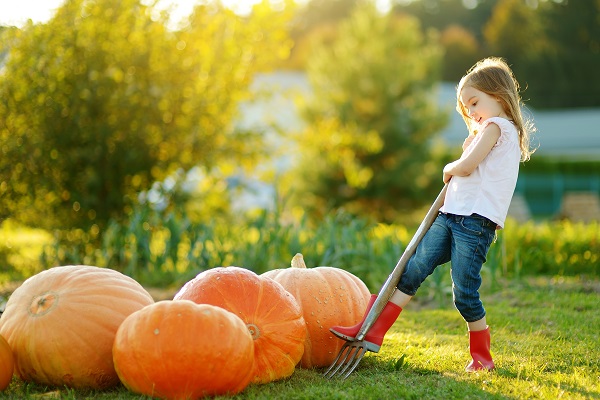 pumpkin dig