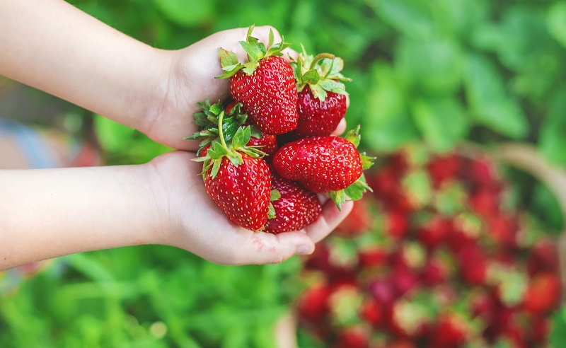 strawberry picking